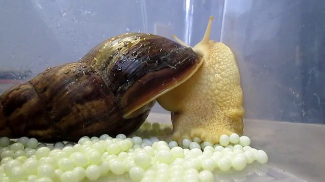 Зери снова сделала кладку. Спустя 26 дней! Днем!) Улитка ахатина