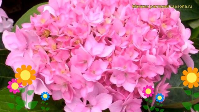 Гортензия крупнолистная Ты и я навсегда (ю энд ми форевер). Краткий обзор смотреть онлайн