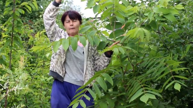 Орех маньчжурский (Juglans Mandshurica)