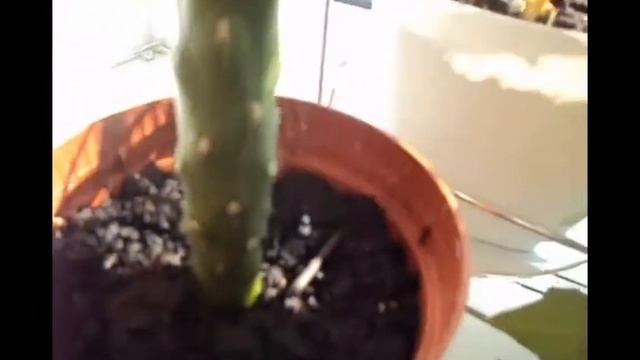 Комнатные цветы, сентябрь-2. Черви в грунте! Плющ, Герань, Аустроцилиндропунция Шиловидная смотреть онлайн