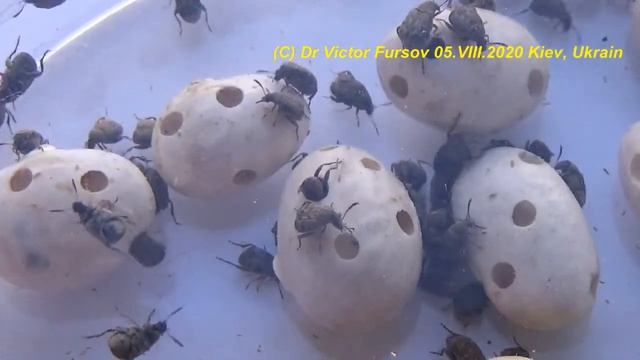 BEETLES IN LEGUME SEEDS? WHO ARE THEY? HOW TO GET RID OF BEETLES, BEAN WEEVILS? смотреть онлайн