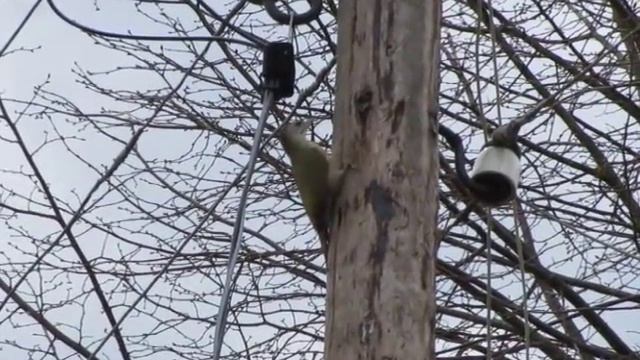 Зелёный дятел в Тверской области смотреть онлайн