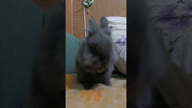 декоративний КРОЛИК чистить зубки смотреть онлайн