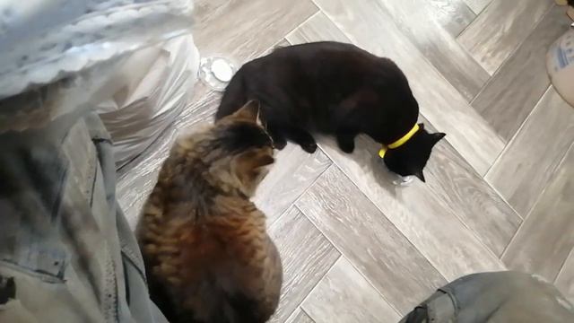 27.01.2024.(2часть)Завтрак с котиками!Ютуб/к:Владимир Стороженко)+79241232444 смотреть онлайн