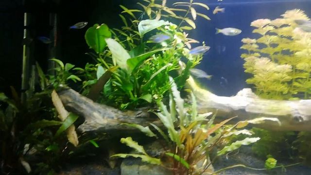 Pseudomugil, iriatherina, Melanotaenia praecox e tateurndina смотреть онлайн
