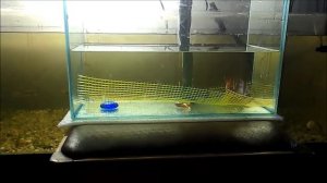 Нерест суматранских барбусов. Spawning tiger barbus.