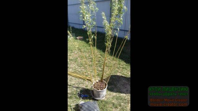 ПЛЕТЁНОЕ ДЕРЕВО из ОБЫЧНОЙ ивы! Личный опыт!! За ноль рублей. смотреть онлайн