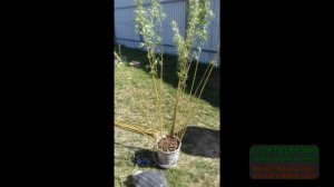 ПЛЕТЁНОЕ ДЕРЕВО из ОБЫЧНОЙ ивы! Личный опыт!! За ноль рублей.