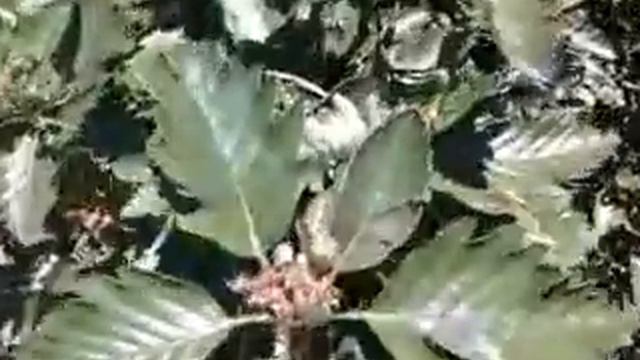 Рослини смотреть онлайн