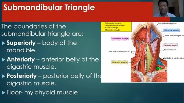 Triangles of the Neck смотреть онлайн