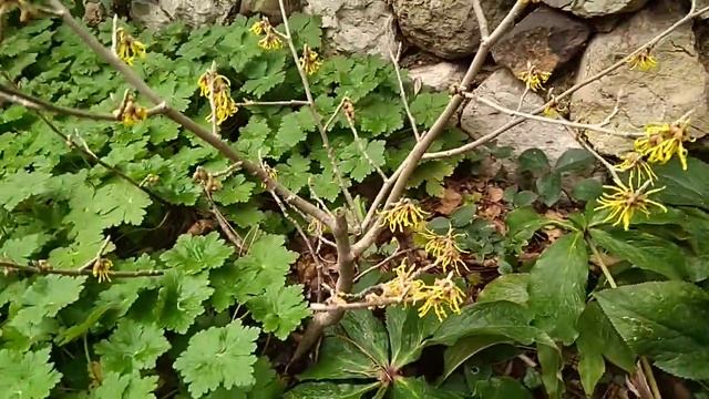 Гамамелис виргинский (Hamamelis virginiana) смотреть онлайн