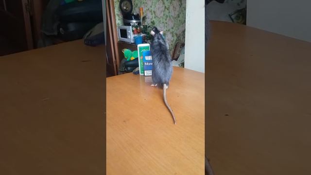 Крыс ВЕНЯ. смотреть онлайн