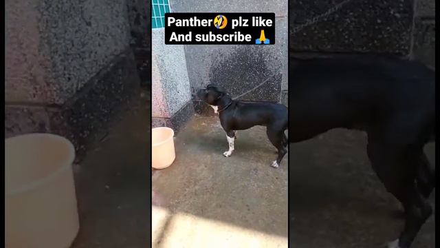#panther #pitbull #panther #pitbull aa Le Chak main Naha liya🤣 смотреть онлайн
