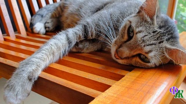 У постели больной кошки… / Грустные стихи про кошек смотреть онлайн