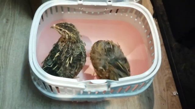 Наросты на клюве перепелов смотреть онлайн