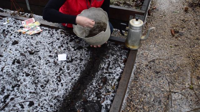 Успейте посеять виолу в декабре! Зимний посев смотреть онлайн