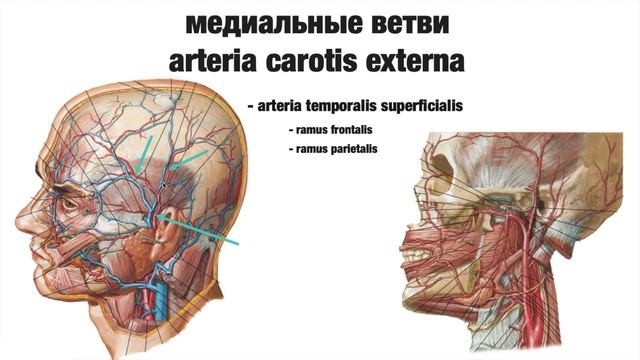 Сердечно-Сосудистая Система: Сонные Артерии и их Ветви смотреть онлайн