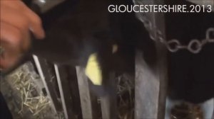 Вся правда о мясной промышленности: Коровы