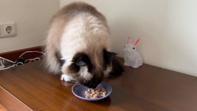 ПОЧЕМУ КОШКА СПИТ НА ЧЕЛОВЕКЕ