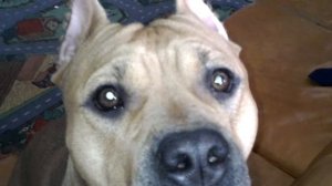 Это моя собака!