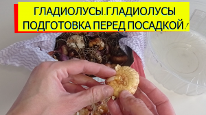 ГЛАДИОЛУСЫ.ГЛАДИОЛУСЫ ПОДГОТОВКА ПЕРЕД ПОСАДКОЙ!#гладиолусы#гладиолусыподготовкапередпосадкой#