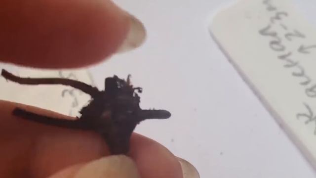 Клематисы весной + покупка и посадка смотреть онлайн