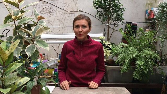 Дождевые черви - польза или вред для цветов? смотреть онлайн