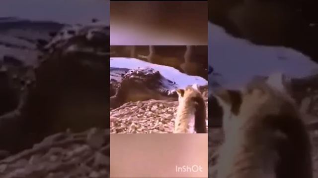 Главное в жизни - НЕ бздеть!🙂 Рыжий, рыжий, серый Кот !))) смотреть онлайн