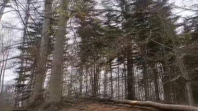 Вопрос с подвохом от пана Тадеуша смотреть онлайн