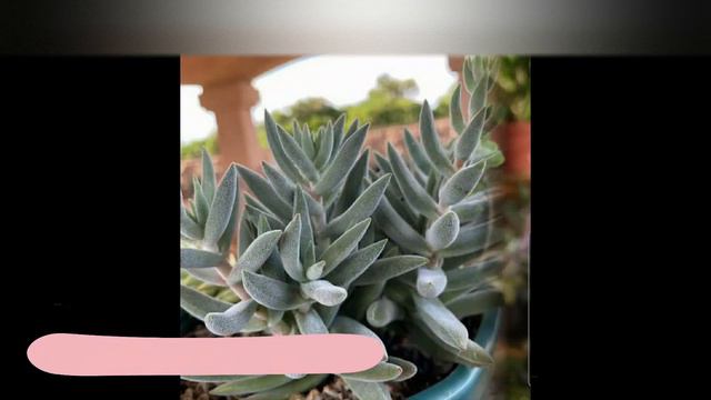 TOP 10 CRASSULAS ATERCIOPELADAS