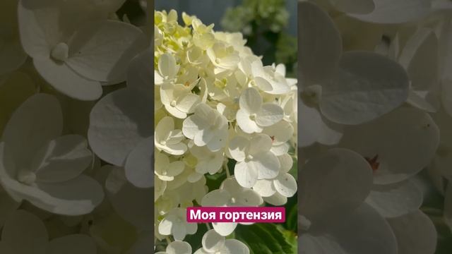 Гортензия Сильвер доллар ? смотреть онлайн