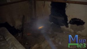 Блохи в подвале. Куда обращаться?