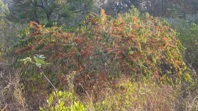 Birds On Fire Flame Bush (woodfordia Fruticosa) Flowers