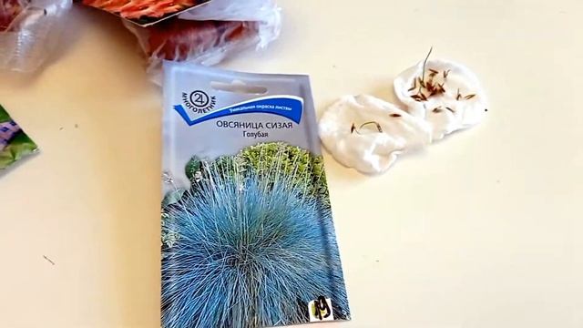 Посадка овсяницы.Обзор луковиц гладиолусов. смотреть онлайн