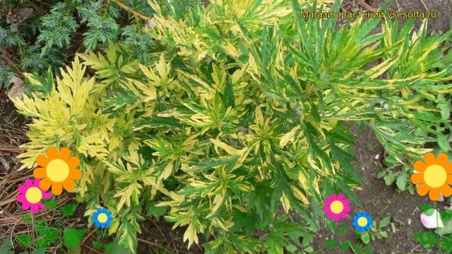 Полынь обыкновенная Вариегата. Краткий обзор, описание характеристик Artemisia Vulgaris Variegata