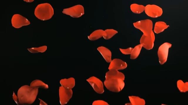 Падение лепестков роз Футаж HD смотреть онлайн