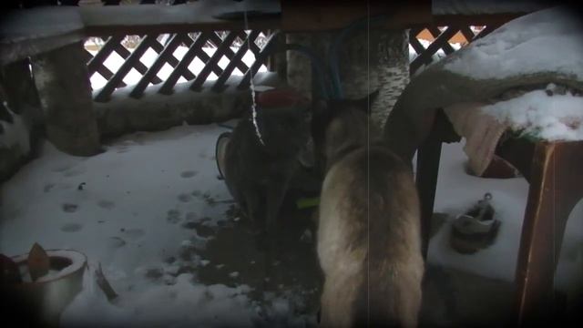 Сумасшедший сиамский кот против британского смотреть онлайн