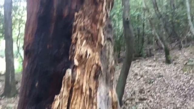 Пробковая кора для блоков орхидей. Где я ее беру. смотреть онлайн