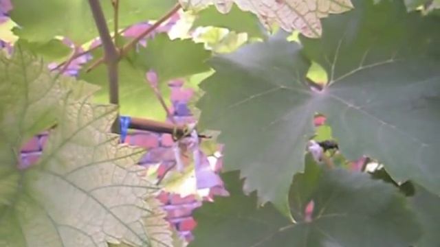 Хлороз на винограде. смотреть онлайн