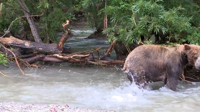 The Bears And I / Fishing Bears In Kamchatka (Russia)