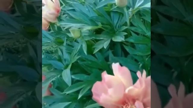 Пионы Ито Гибрид.#пионы #клумба #цветок #хайпсад #озеленение #посадка #пересадка #уходзасадом1 смотреть онлайн
