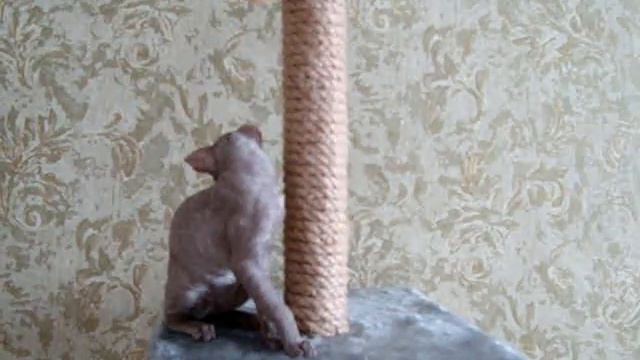 Такеши догоняет свой хвостик)))))).MPG смотреть онлайн