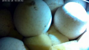 Овоскопирование индюшиных яиц 15 день//Tender egg germination 15 days