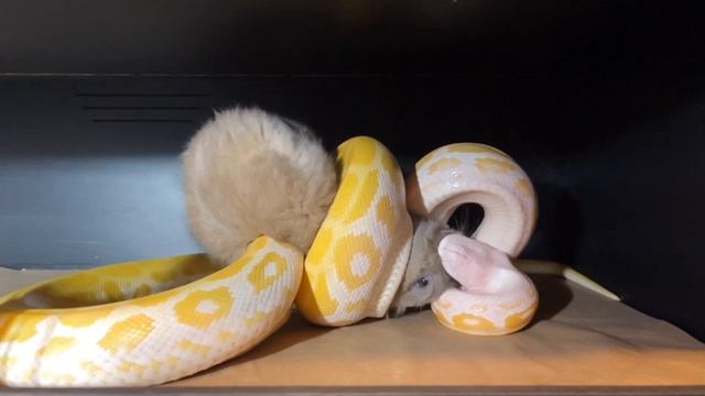 Pearl Burmese Python “Mariah Scary” Devours ? ?|⚠️Warning Live Feeding⚠️ смотреть онлайн