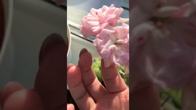 Переопыление пеларгонии милфилд роуз ? смотреть онлайн