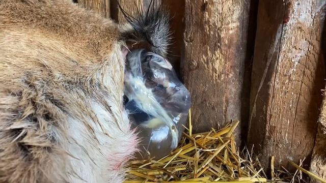 Окот у козы. Как все происходит на самом деле? смотреть онлайн