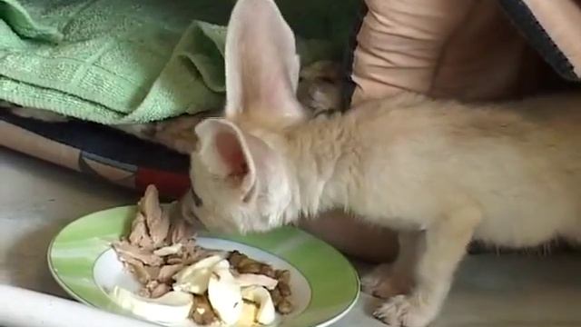Фенеки из питомника "Exotic Family" в передаче "Рад смотреть онлайн