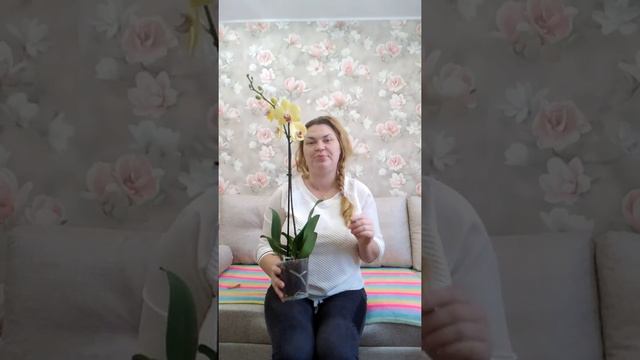 ЯРКИЕ НОВИНКИ ОРХИДЕЙ ИЗ ЕВРООПТА смотреть онлайн