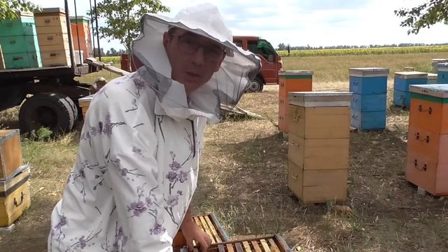 Сильный медосбор три дня,семья может погибнуть если во время с ней не работать Пчелопакеты 2023 смотреть онлайн