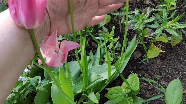Можно ли сажать рядом разные сорта тюльпанов? 02.06.22г. смотреть онлайн